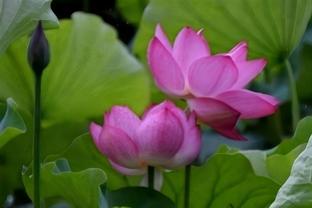 Mùa cá. BÙI ĐĂNG THANH (Hà Nội) Mùa cá. BÙI ĐĂNG THANH (Hà Nội)
